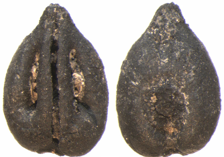 Uva (Vitis vinífera) encontrada en el Barranco de Beniteixir (Gandia).