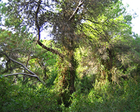 Representative picture of the project