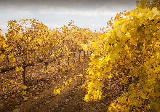 Viñedo de Requena