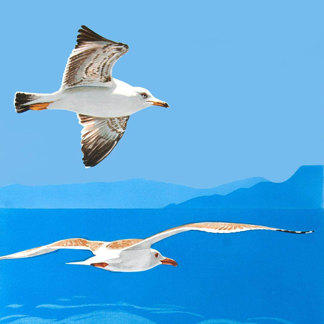 Seagulls
