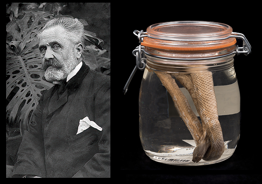 Homenaje a Eduardo Boscá (1843-1924): Un pionero de la herpetología ibérica - Diciembre