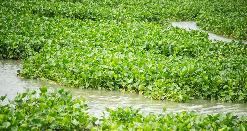 Photo of plants