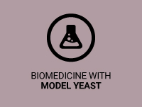 Biomedicina con levaduras modelo