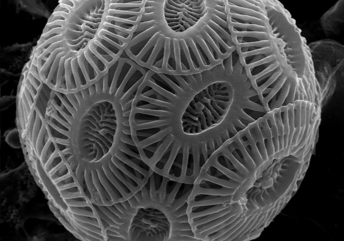 Coccolithophorids piece