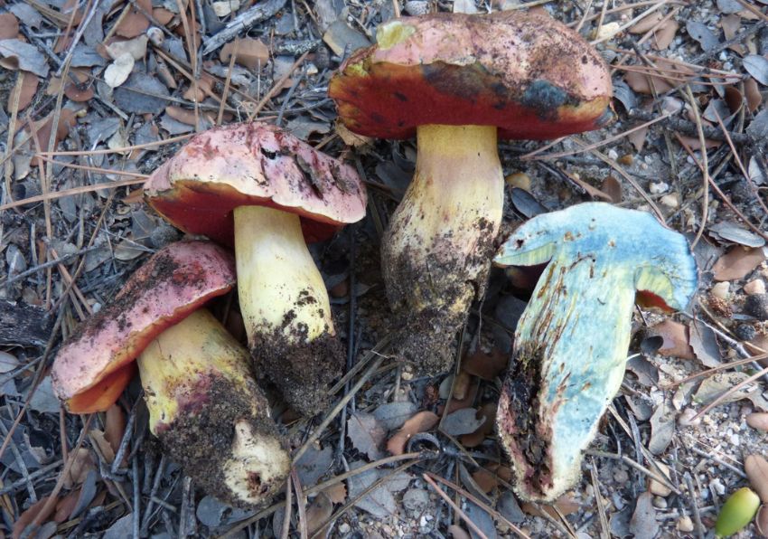 imagen de setas en el campo