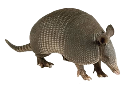 armadillo