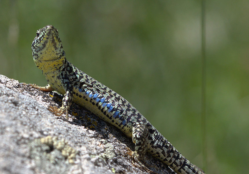 Lagartija del gènero Podarcis.