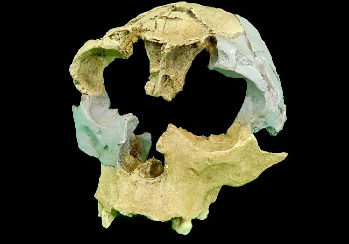 Ejemplar de Homo antecessor