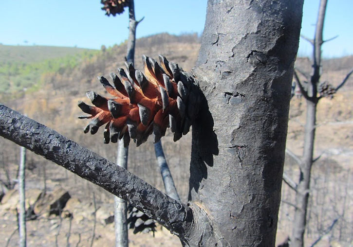 Pinus halepensis