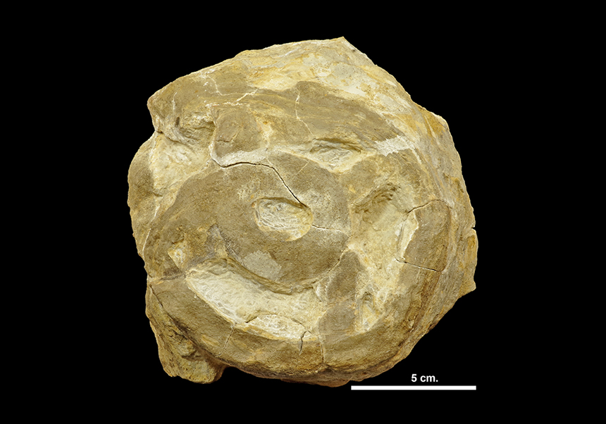 <em>Lapispira</em> Lange - Octubre