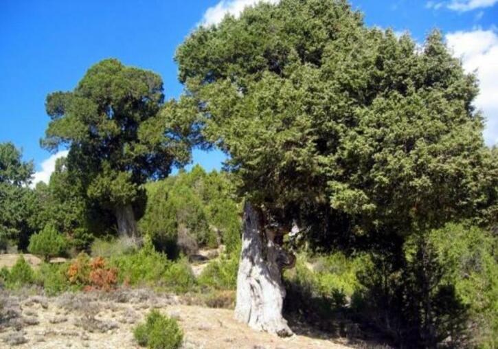 Sabinar de Las Blancas