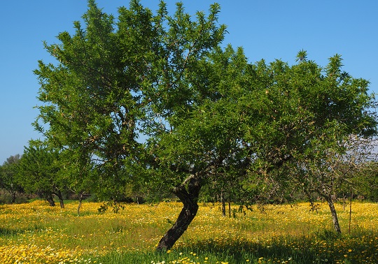 Almendro en campo de flores