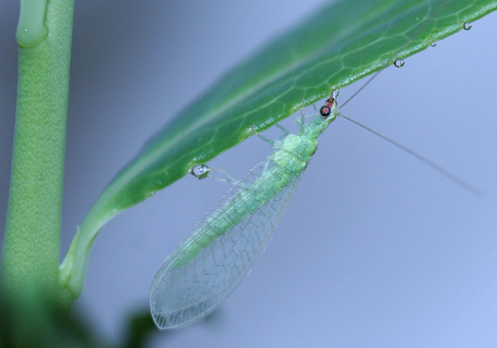 Insecto (<i>Chrysoperla carnea</i>) alimentándose de las gotas producidas durante la gutación. Foto: Pablo Urbaneja.