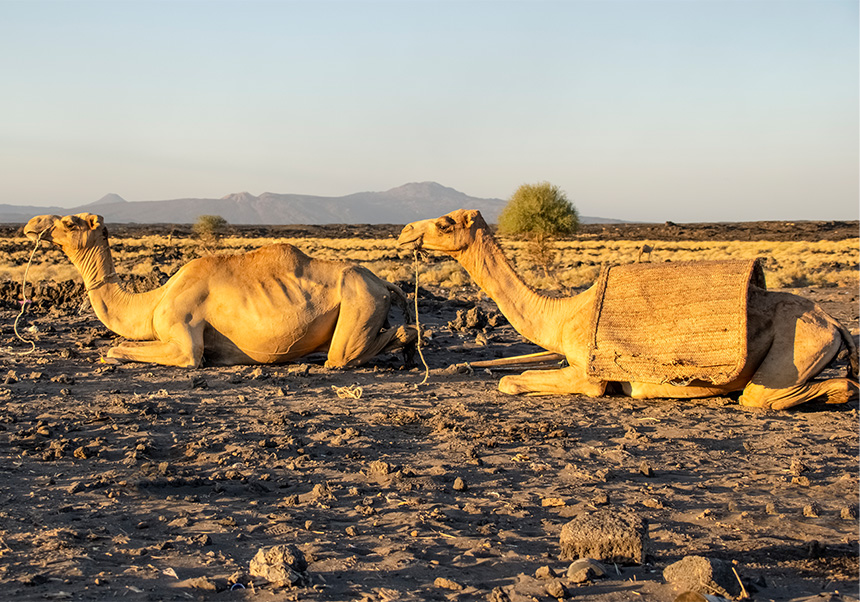 Camellos tumbados descansando.