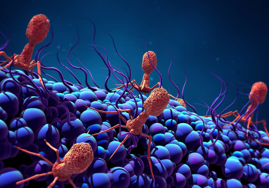 El equipo de la profesora Pilar Domingo-Calap del departamento de Genética de la Facultat de Ciències Biològiques dirige una terapia con bacteriófagos que evita amputar un brazo por infección en prótesis de codo tras herida de guerra