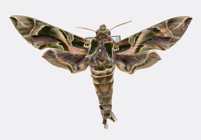 Daphnis nerii