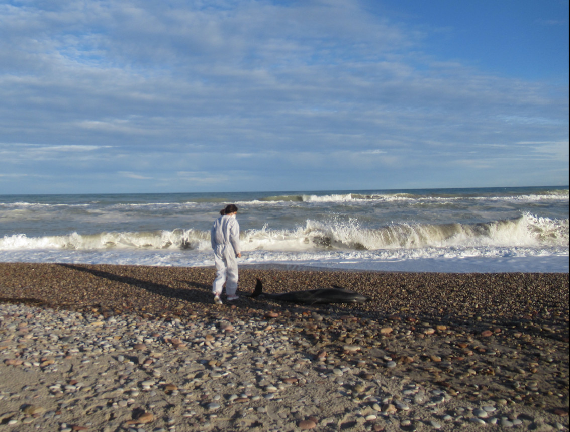 La investigadora de la UV Sofía Ten se acerca a un delfín varado en València.