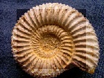 Imatge de fòssil