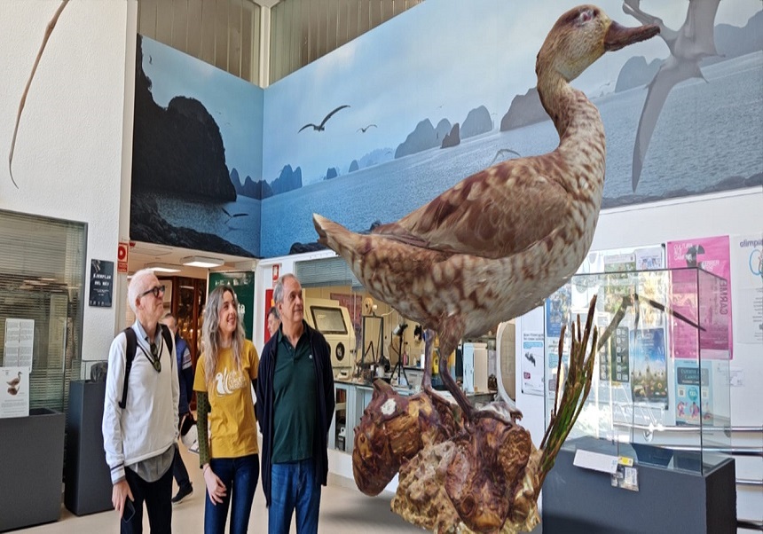 Exposició: La cerceta pardilla: un pato discreto y singular