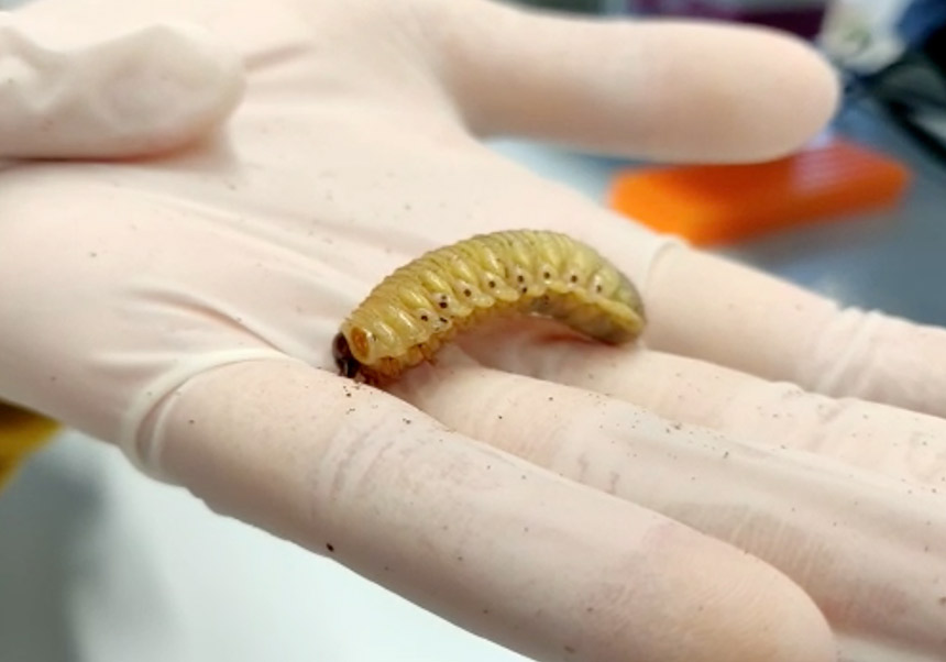 Pachnoda marginata specimen