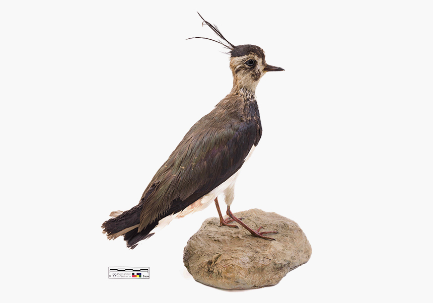 Fredeluga (<em>Vanellus vanellus</em>) - Febrer