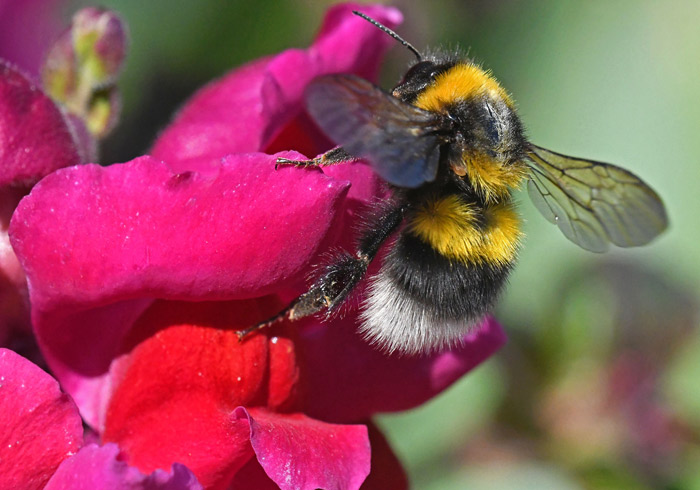 Buff-tailed bumblebee (Bombus terrestris) on a snapdragon flower. Photo by Raymond J. C. Cannon