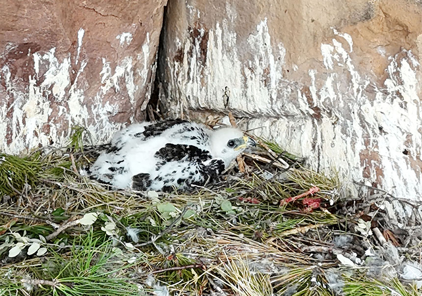 Niu d'àguila cuabarrada amb un pollastre en el seu interior de tot just unes poques setmanes de vida. Autor: Pascual López-López