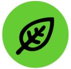 Imatge de Bioteconologia i Metabolisme Vegetal