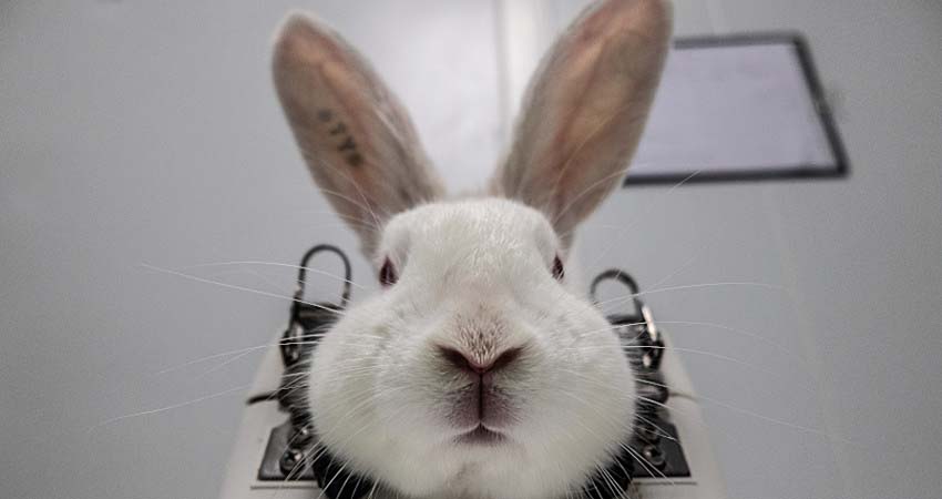 Foto de un conejo