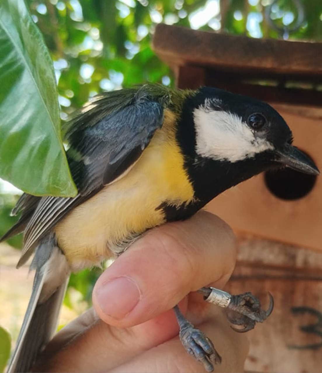Una mallerenga carbonera en un tarongerar de Sagunt.