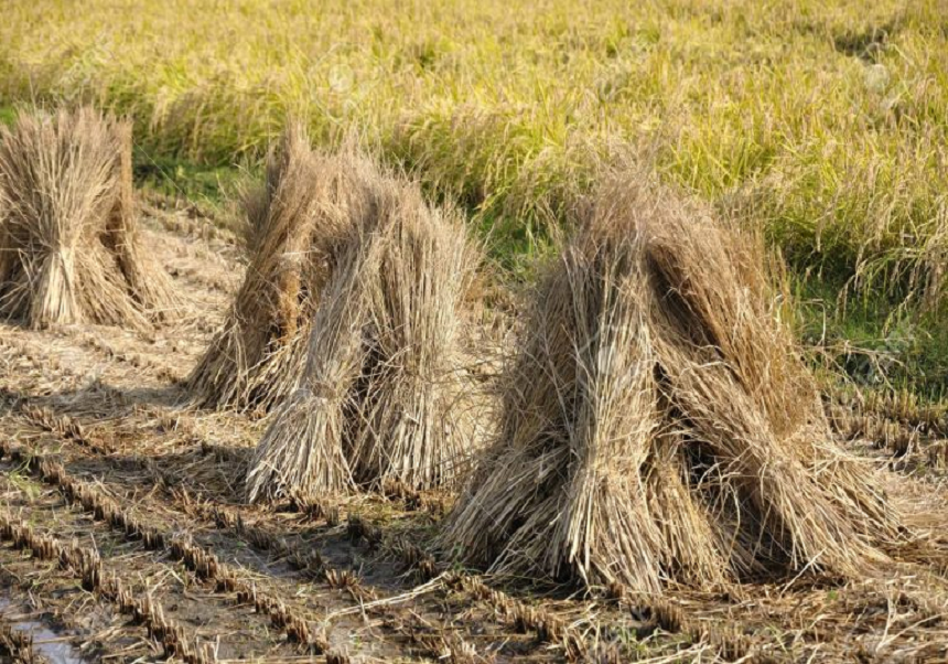 cultivos de arroz