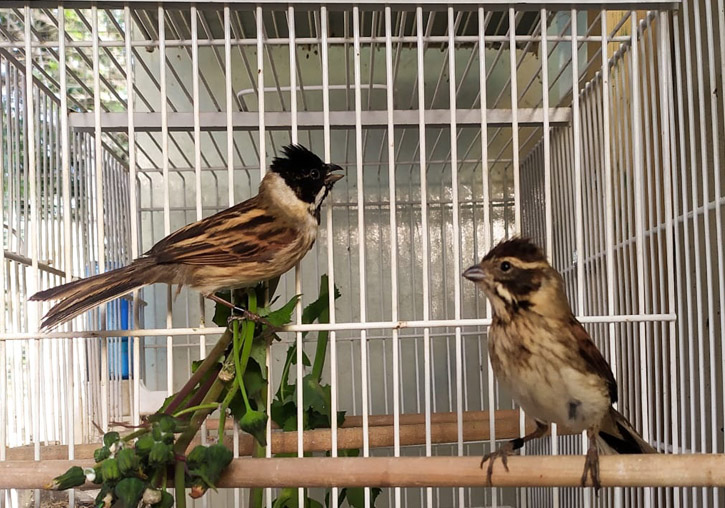 Pareja de escribano palustre iberoriental (Emberiza schoeniclus witherbyi) en las instalaciones de cría. Foto: Iván Alambiaga Arévalo.