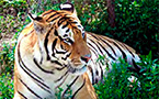 tigre
