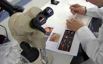 File picture of the laboratory of the Faculty of Biological Sciences of the Universitat de València.