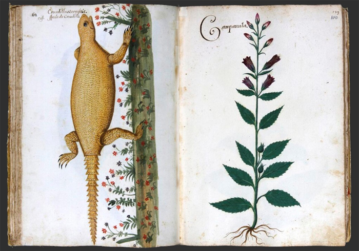 Codex Pomar - April