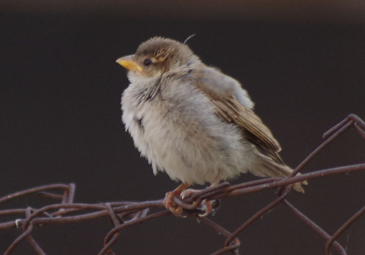 Juvenile House Sparrow.