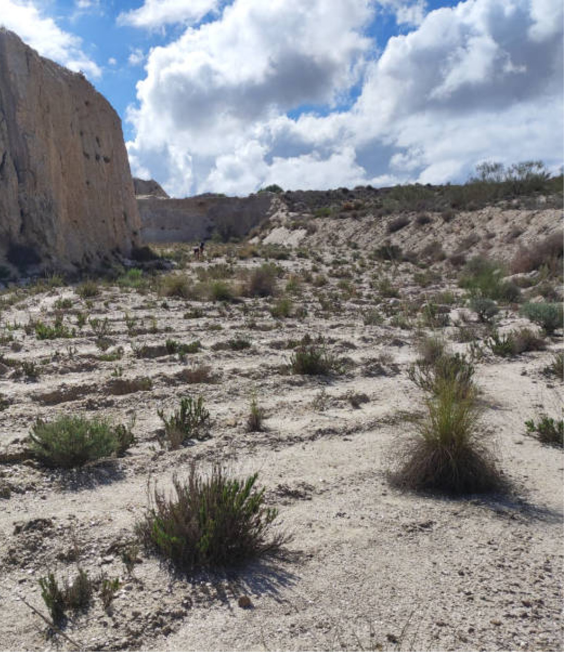 Paisatge desèrtic