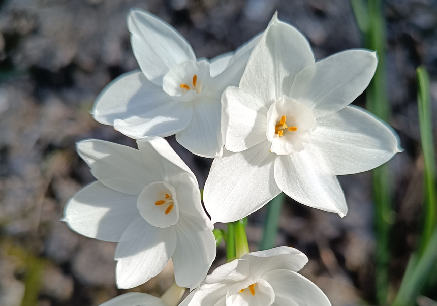 Flors blanques en el camp