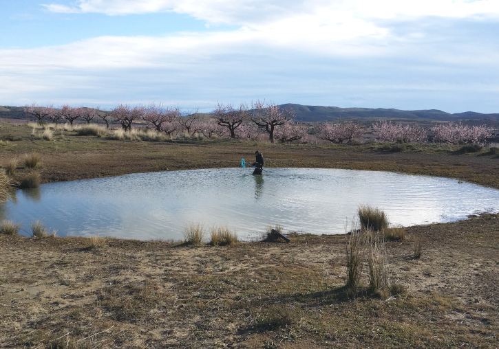 Temporary pond. Photo: Cavanilles Institute of Biodiversity and Evolutionary Biology.