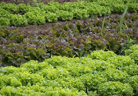 Huerta de verduras