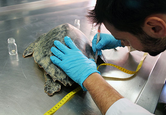 Investigador trabajando con tortuga boba