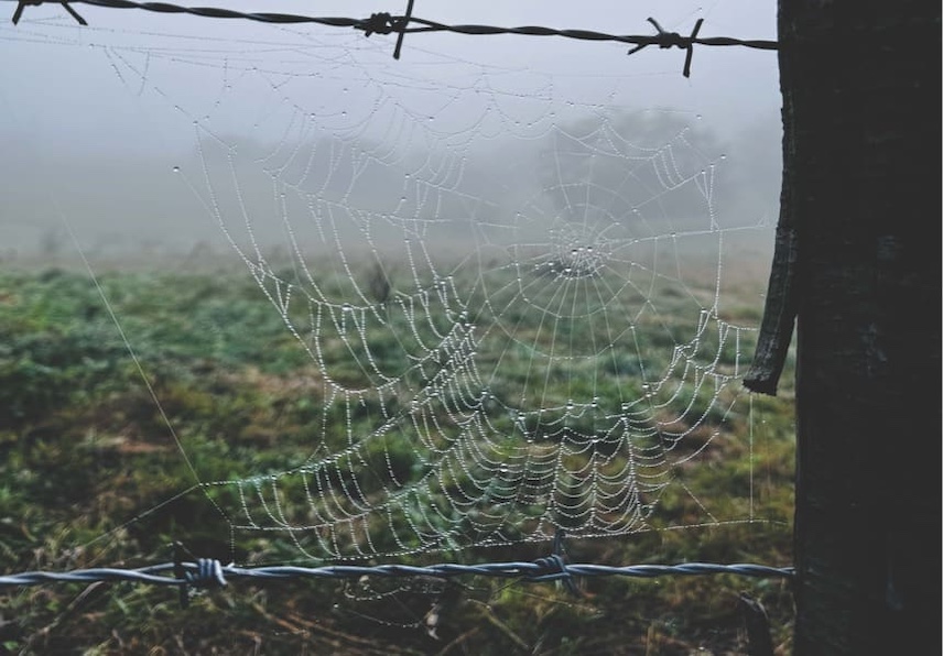 Telaraña en alambre de púas