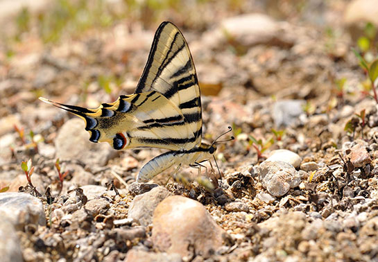 mariposa podalirio