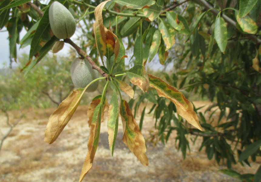 Almendro afectado por la bacteria <i>Xylella fastidiosa</i>. FOTO: IVIA.