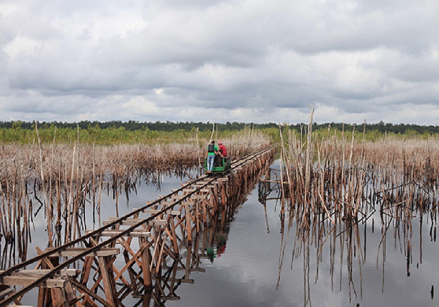 Borneo Field