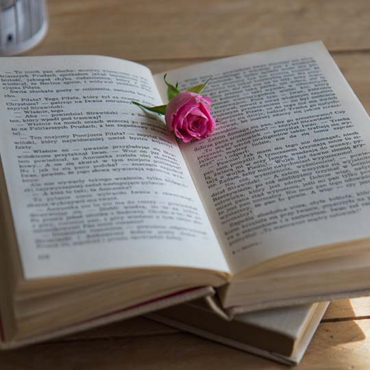 Foto de un libro y una rosa