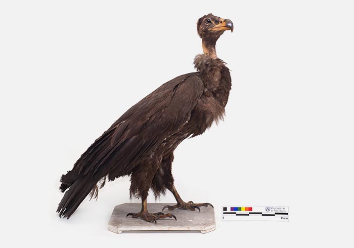 Black vulture piece