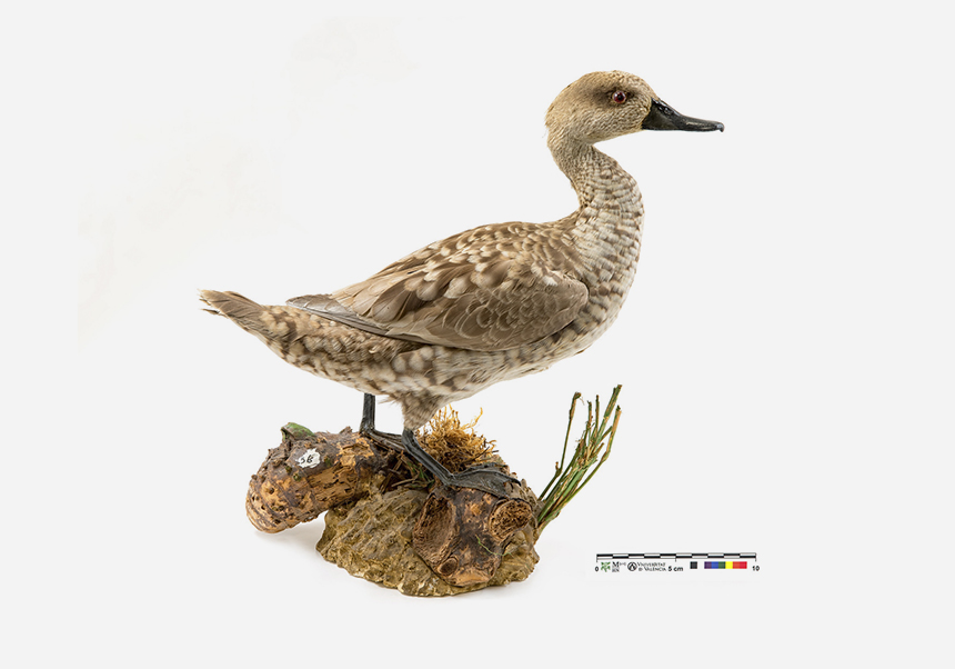 Rosseta (<em>Marmaronetta angustirostris</em>) - Novembre