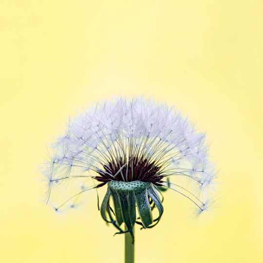 Imatge de flor