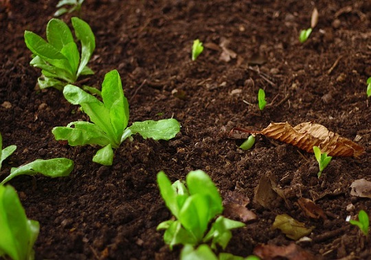 Plantes eixint de la terra